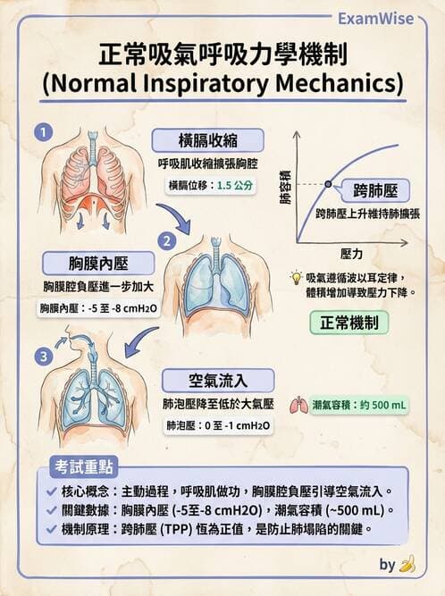 護理師 - 呼吸系統 - AI 圖文解析預覽