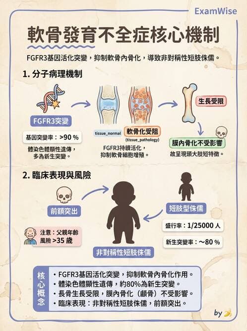護理師 - 骨骼肌肉系統 - AI 圖文解析預覽