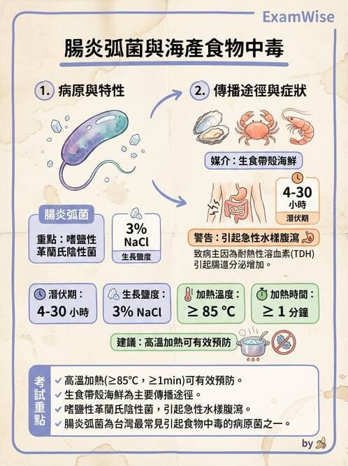 護理師 - 革蘭氏陰性細菌 - AI 圖文解析預覽