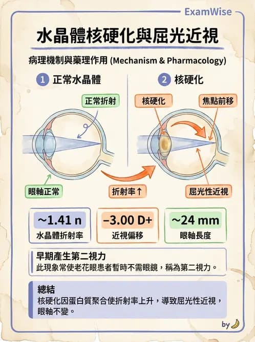 驗光師 - 屈光不正與近視遠視 - AI 圖文解析預覽