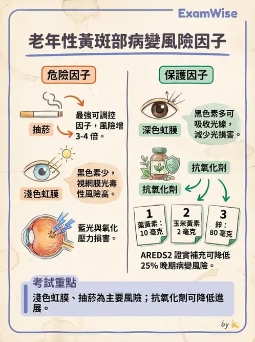 驗光師 - 老年性黃斑部及眼部退化疾病 - AI 圖文解析預覽