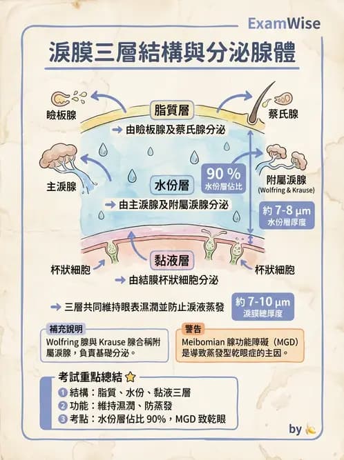 驗光師 - 眼附屬系統 - AI 圖文解析預覽