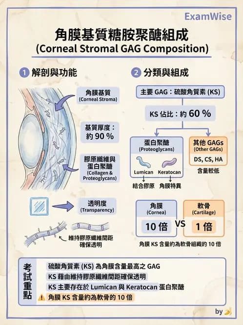 驗光師 - 眼球外層構造 - AI 圖文解析預覽