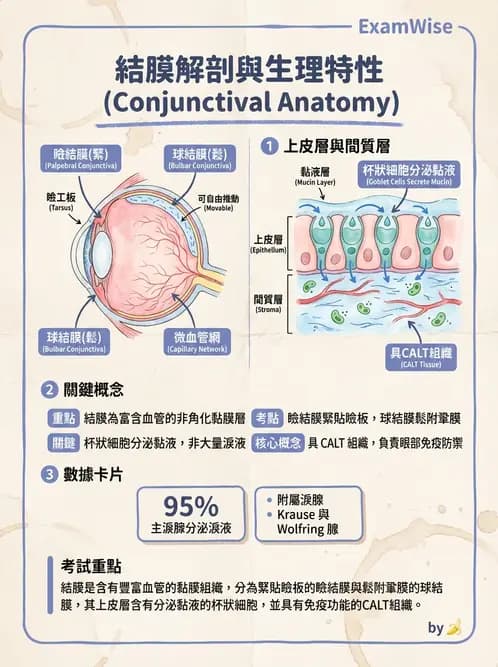 驗光師 - 眼球外層構造 - AI 圖文解析預覽