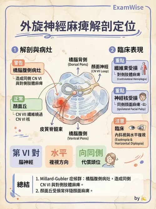 驗光師 - 眼部腦神經解剖與麻痺 - AI 圖文解析預覽