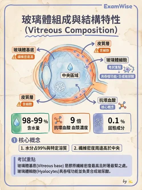 驗光師 - 水晶體與玻璃體 - AI 圖文解析預覽