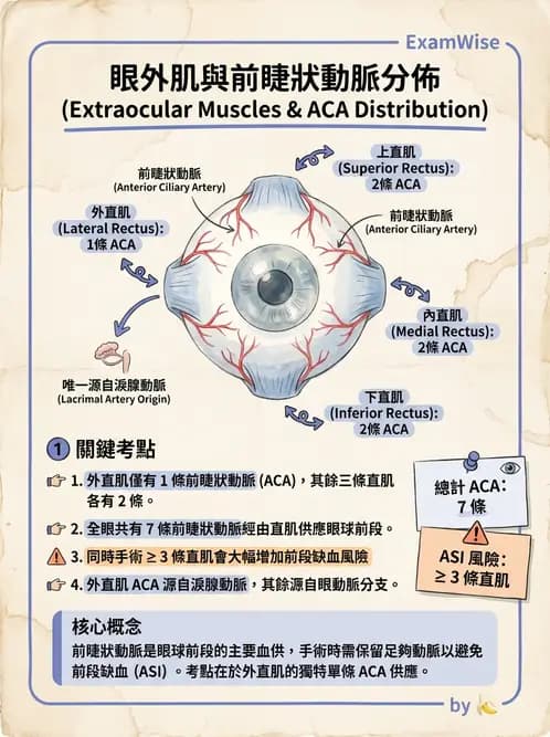 驗光師 - 眼外肌與眼球運動 - AI 圖文解析預覽