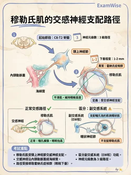 驗光師 - 眼部反射弧與自主神經調控 - AI 圖文解析預覽