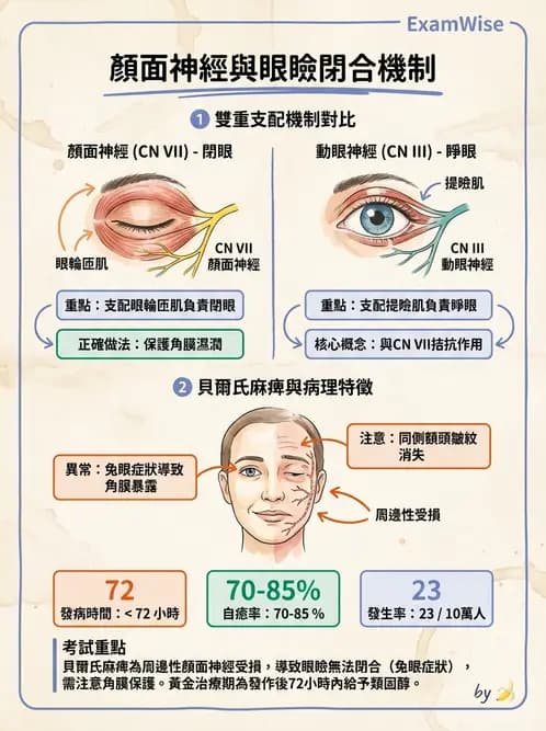 驗光師 - 眼部腦神經解剖與麻痺 - AI 圖文解析預覽