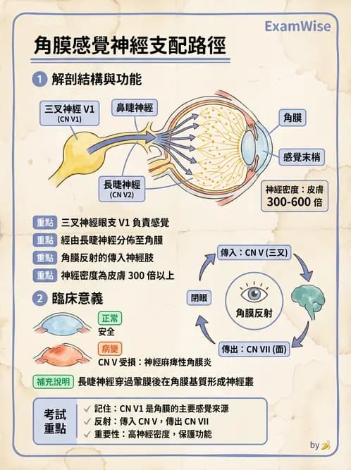 驗光師 - 眼部反射弧與自主神經調控 - AI 圖文解析預覽