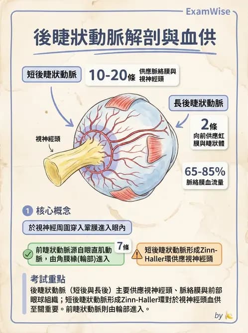 驗光師 - 眼循環系統 - AI 圖文解析預覽