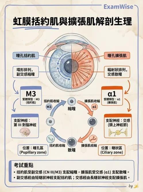 驗光師 - 眼球中層與前房 - AI 圖文解析預覽