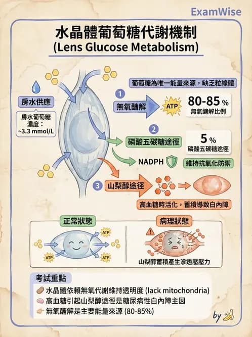 驗光師 - 水晶體與玻璃體 - AI 圖文解析預覽