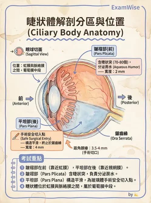 驗光師 - 眼球中層與前房 - AI 圖文解析預覽