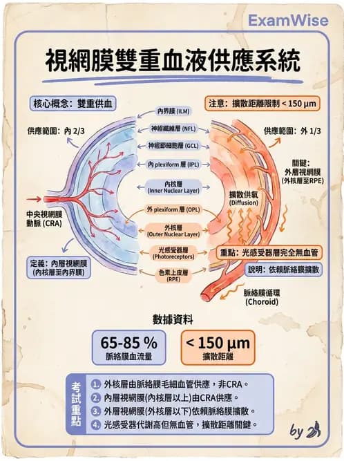驗光師 - 眼循環系統 - AI 圖文解析預覽