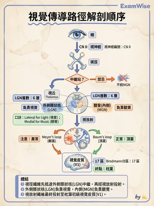 驗光師 - 視覺神經傳導系統 - AI 圖文解析預覽