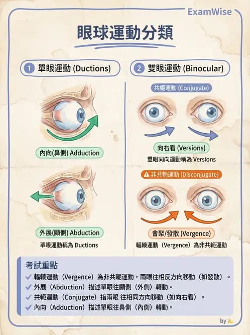 驗光師 - 眼外肌與眼球運動 - AI 圖文解析預覽