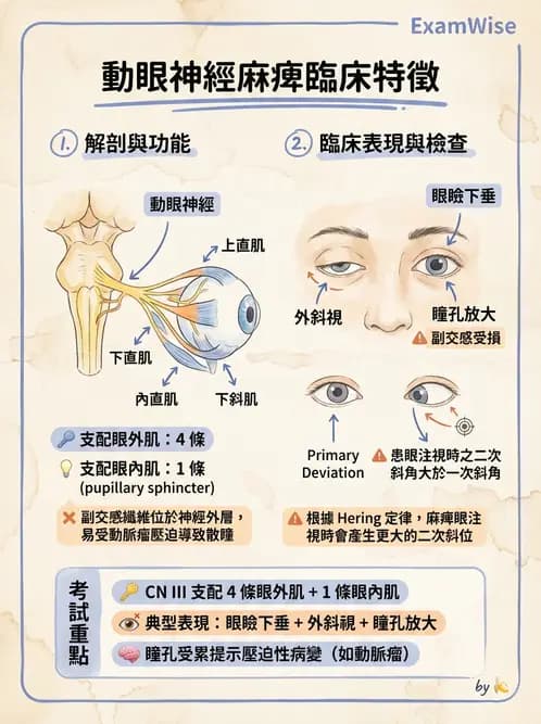 驗光師 - 眼部腦神經解剖與麻痺 - AI 圖文解析預覽