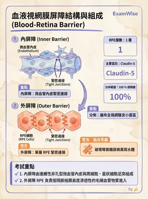 驗光師 - 視網膜 - AI 圖文解析預覽