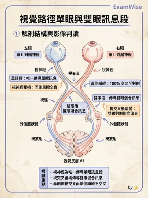 驗光師 - 視覺神經傳導系統 - AI 圖文解析預覽