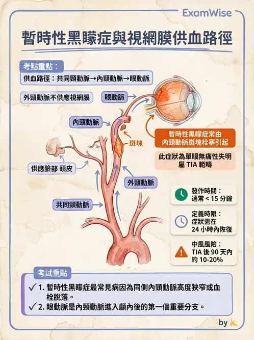驗光師 - 眼循環系統 - AI 圖文解析預覽