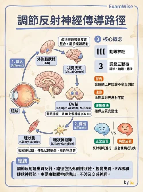 驗光師 - 眼部反射弧與自主神經調控 - AI 圖文解析預覽