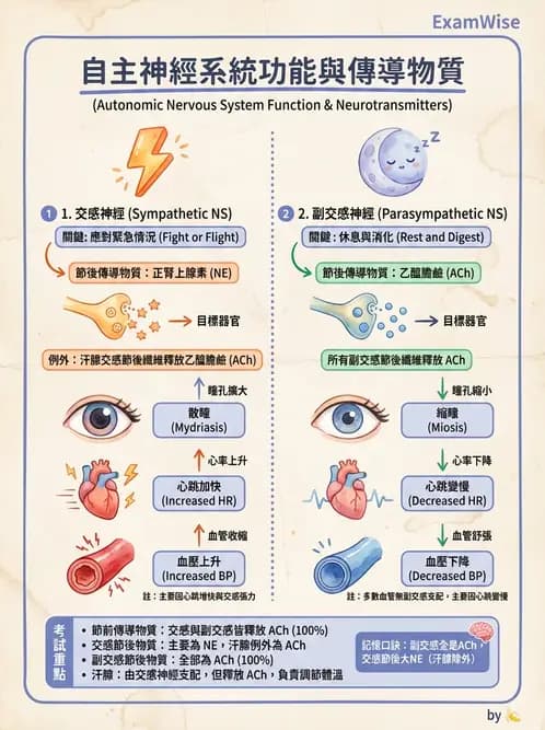 驗光師 - 眼部反射弧與自主神經調控 - AI 圖文解析預覽