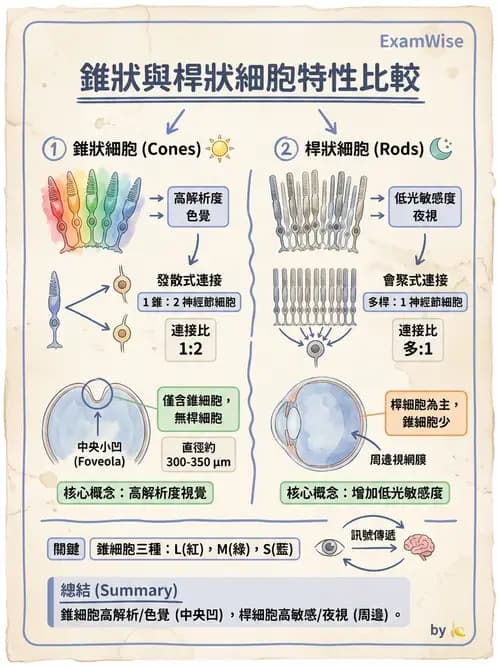 驗光師 - 視網膜 - AI 圖文解析預覽