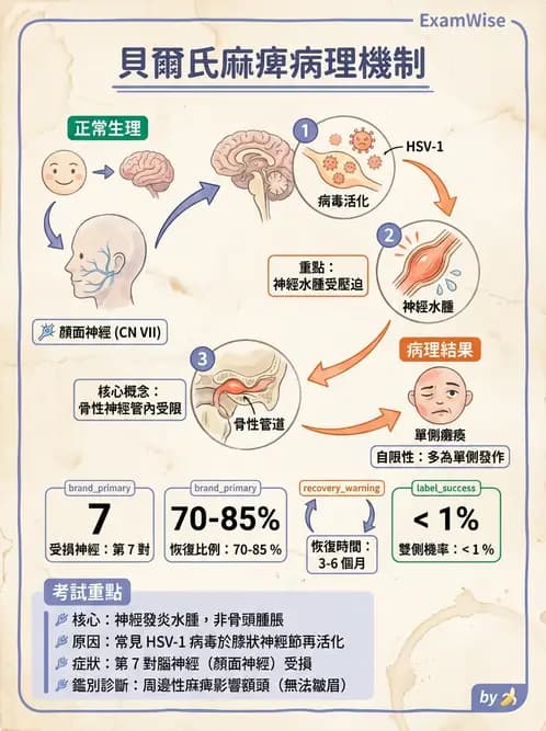 驗光師 - 眼部腦神經解剖與麻痺 - AI 圖文解析預覽