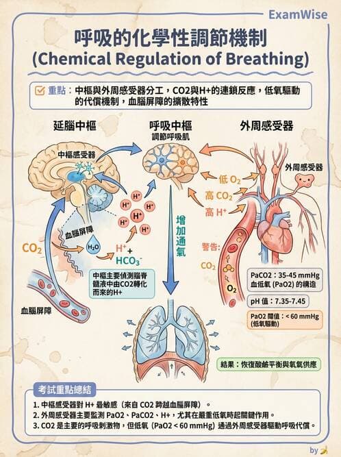 護理師 - 體溫與呼吸評估 - AI 圖文解析預覽