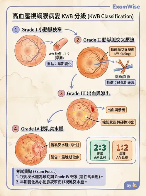 驗光師 - 血管阻塞、甲狀腺眼疾與其他全身性眼病變 - AI 圖文解析預覽