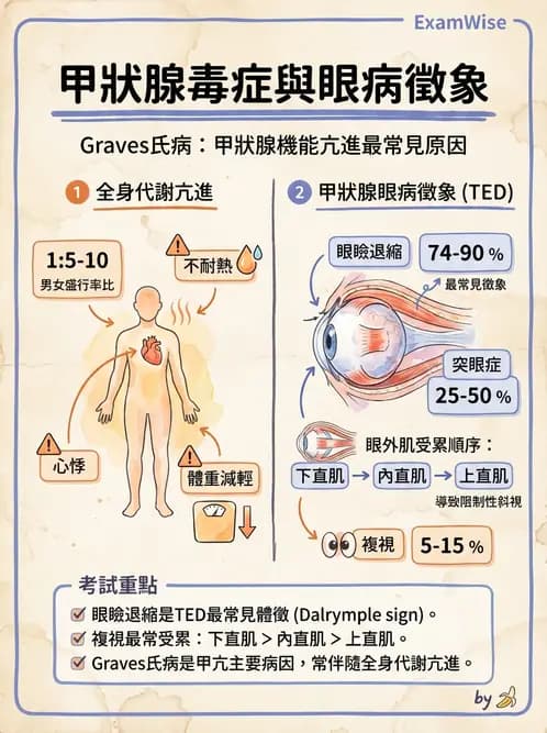 驗光師 - 血管阻塞、甲狀腺眼疾與其他全身性眼病變 - AI 圖文解析預覽