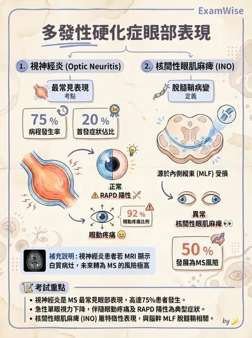 驗光師 - 斜弱視與神經眼科 - AI 圖文解析預覽