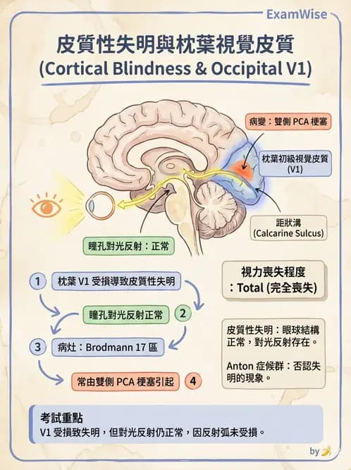 驗光師 - 斜弱視與神經眼科 - AI 圖文解析預覽