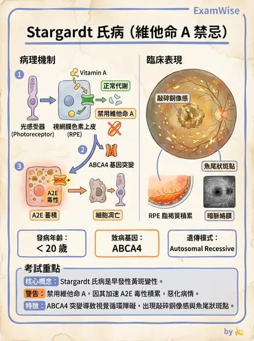 驗光師 - 遺傳性視網膜及色素疾病 - AI 圖文解析預覽