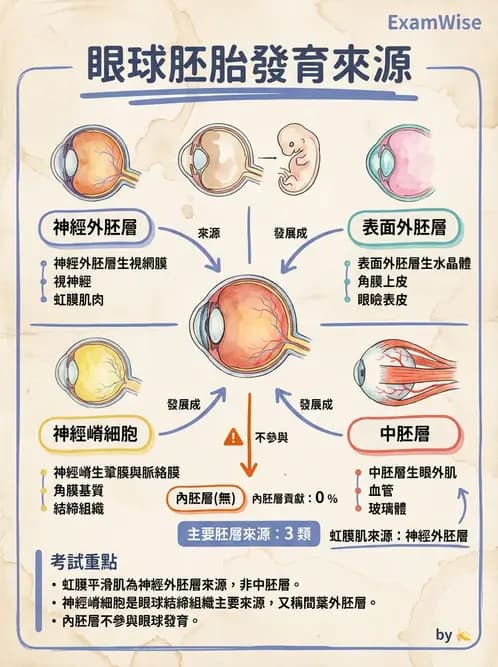 驗光生 - 眼球胚胎發育 - AI 圖文解析預覽