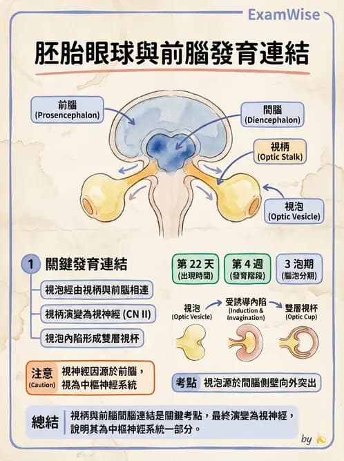 驗光生 - 眼球胚胎發育 - AI 圖文解析預覽