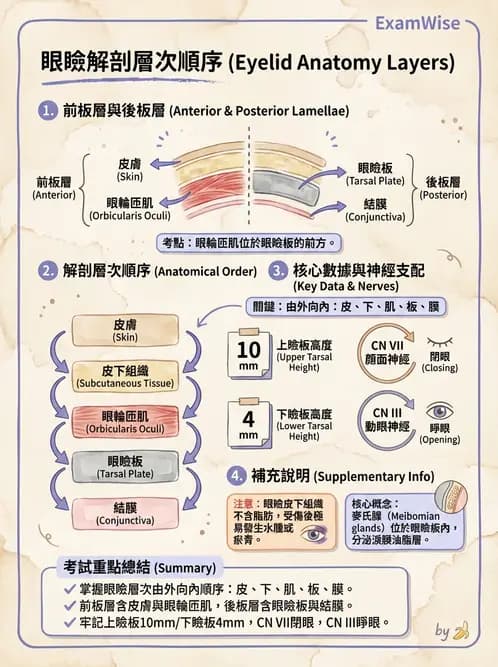 驗光生 - 眼窩骨解剖、眼瞼與結膜 - AI 圖文解析預覽