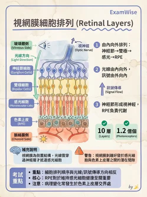 驗光生 - 視網膜組織結構與感光細胞 - AI 圖文解析預覽