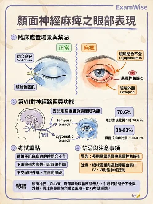 驗光生 - 眼窩骨解剖、眼瞼與結膜 - AI 圖文解析預覽