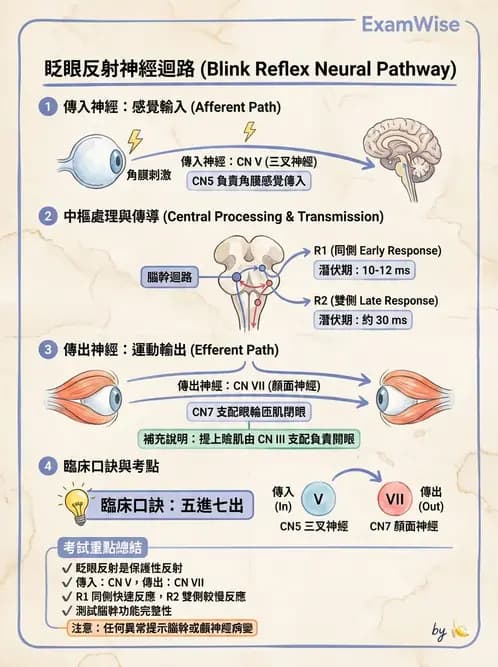驗光生 - 眼外肌解剖與運動神經支配 - AI 圖文解析預覽