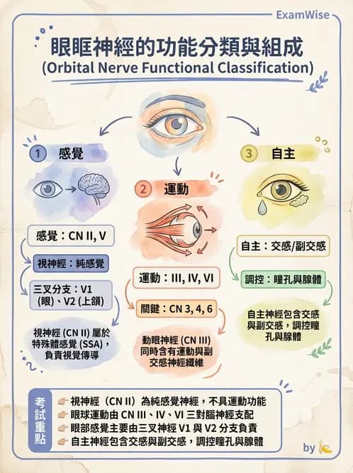 驗光生 - 眼窩骨解剖、眼瞼與結膜 - AI 圖文解析預覽