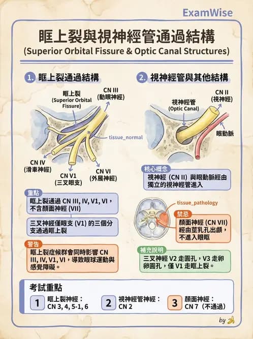 驗光生 - 眼窩骨解剖、眼瞼與結膜 - AI 圖文解析預覽