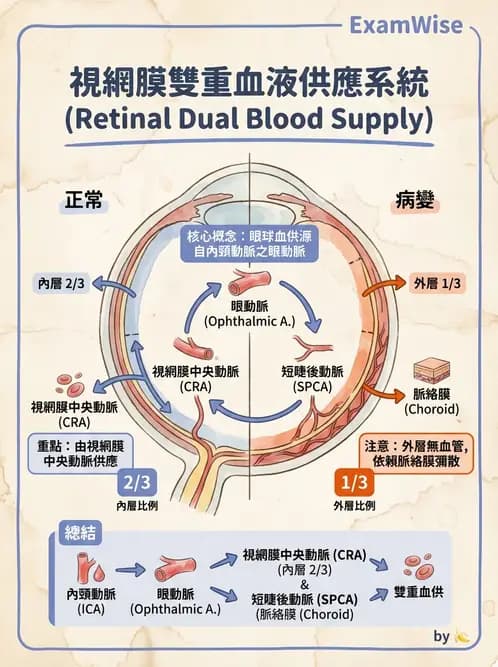 驗光生 - 眼部血液供應、脈絡膜與玻璃體 - AI 圖文解析預覽