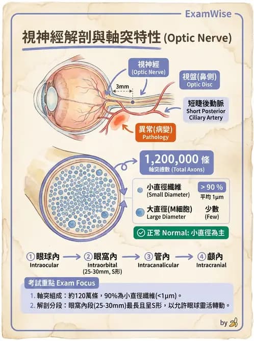 驗光生 - 視網膜組織結構與感光細胞 - AI 圖文解析預覽