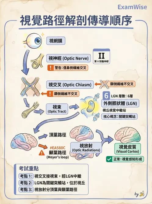驗光生 - 視覺傳導路徑與瞳孔反射 - AI 圖文解析預覽