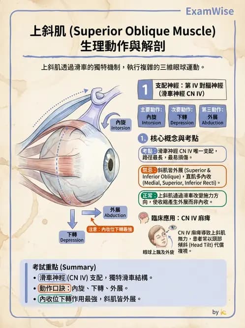 驗光生 - 眼外肌解剖與運動神經支配 - AI 圖文解析預覽