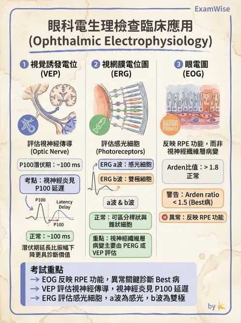 驗光生 - 視覺功能、視野與電生理檢查 - AI 圖文解析預覽