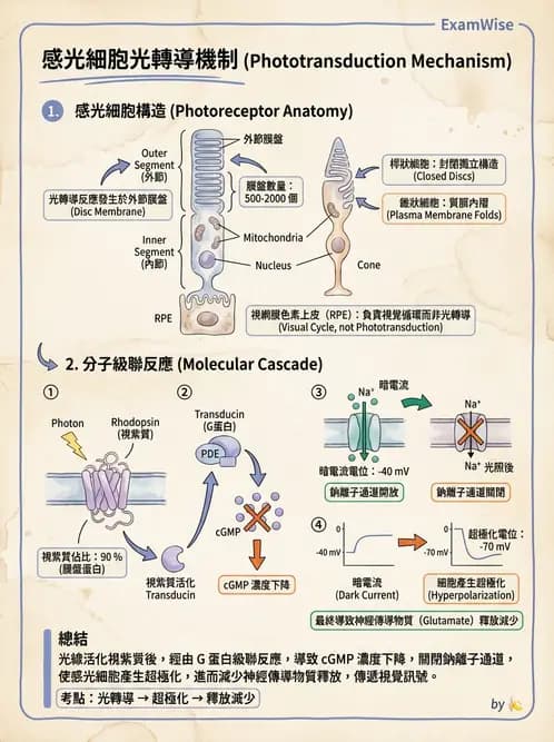 驗光生 - 視網膜組織結構與感光細胞 - AI 圖文解析預覽