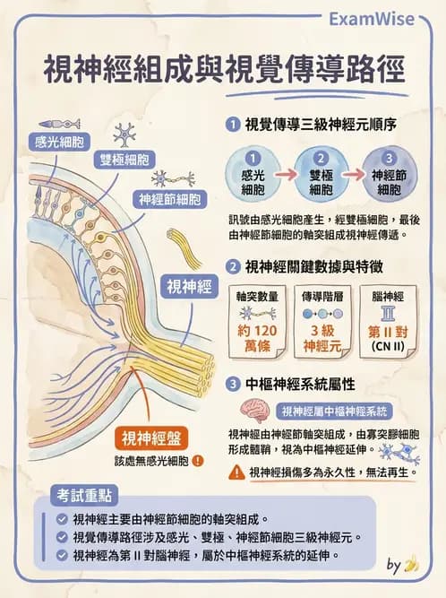 驗光生 - 視網膜組織結構與感光細胞 - AI 圖文解析預覽